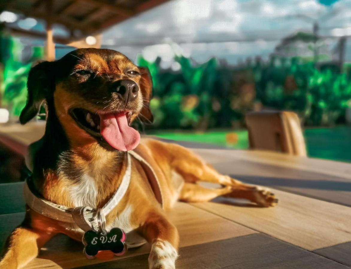 Arenal Backpackers Resort La Fortuna Exteriér fotografie A dog with a tag